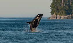 Orca observations continue to astound scientists