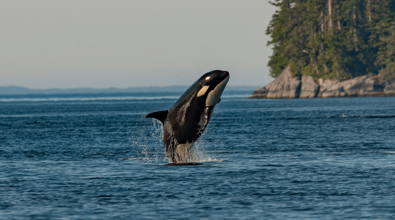 Orca observations continue to astound scientists