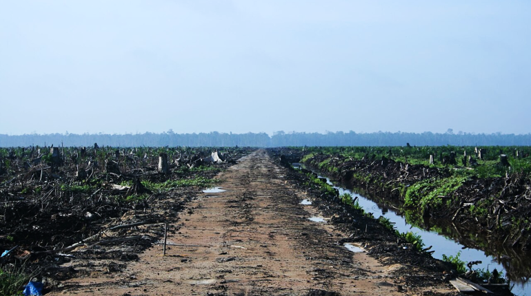 Indonesia involves military to accelerate deforestation