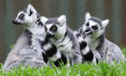 Lemurs are being eaten and it’s causing biodiversity breakdowns