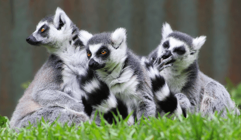 Lemurs are being eaten and it’s causing biodiversity breakdowns
