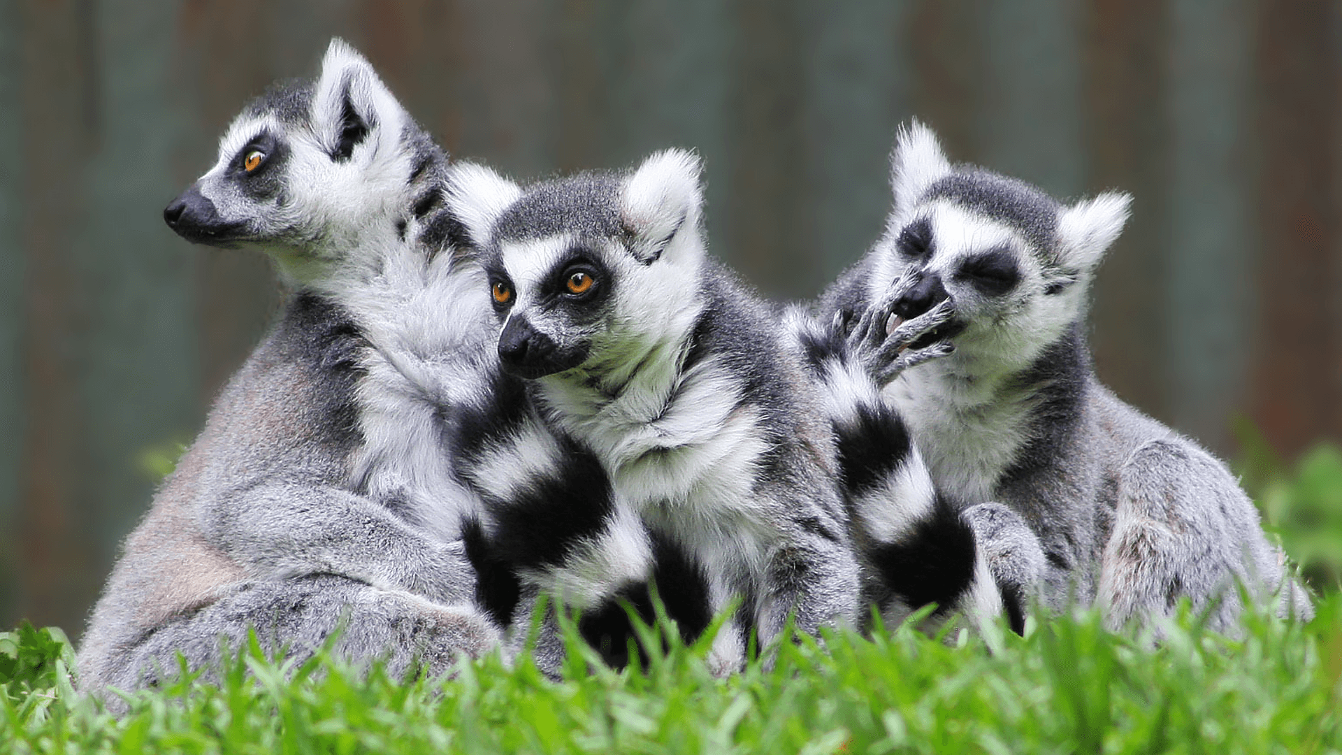 Endangered lemurs are being eaten and it’s causing biodiversity breakdowns