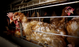 UK announces ‘most ambitious’ livestock welfare laws in a generation