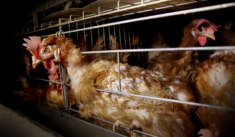 UK announces ‘most ambitious’ livestock welfare laws in a generation