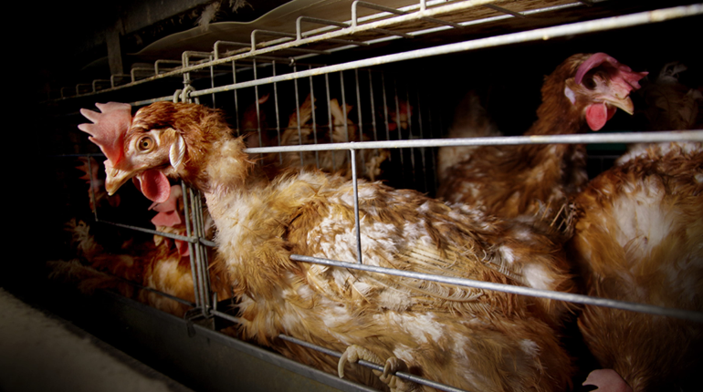 UK announces ‘most ambitious’ livestock welfare laws in a generation