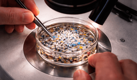 There are microplastics in women’s ovaries now