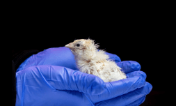 The 26 chickens that could rewrite the future of de-extinction The 26 chickens that could rewrite the future of de-extinction