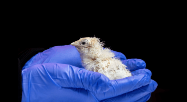 The 26 chickens that could rewrite the future of de-extinction The 26 chickens that could rewrite the future of de-extinction