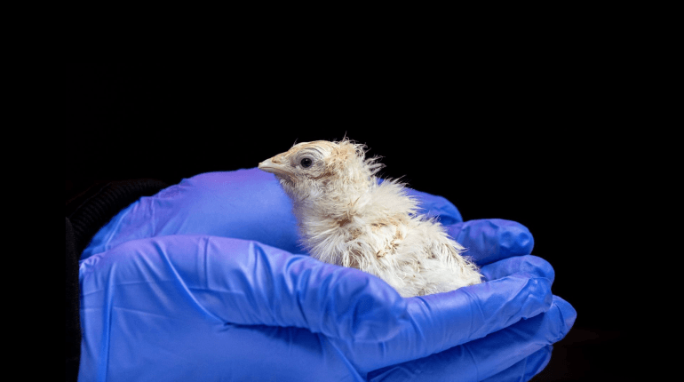 The 26 chickens that could rewrite the future of de-extinction