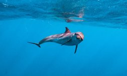 How Ghana’s dolphins pay for an empty ocean How Ghana’s dolphins pay for an empty ocean
