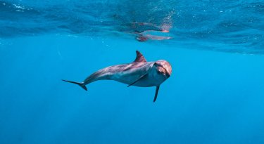 How Ghana’s dolphins pay for an empty ocean How Ghana’s dolphins pay for an empty ocean