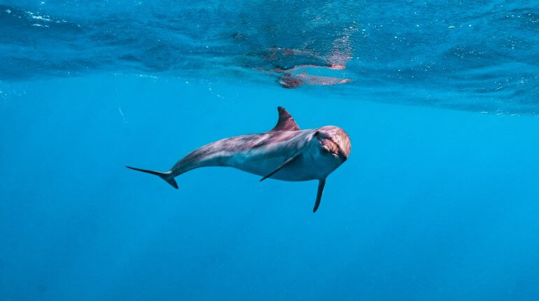How Ghana’s dolphins pay for an empty ocean