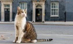 Booking.com vulnerability exposed by fake Downing Street listing Booking.com vulnerability exposed by fake Downing Street listing