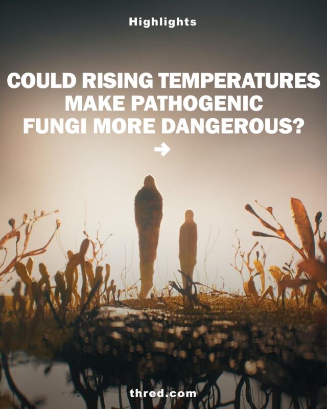 While mushrooms may now be helping combat depression, not all fungi are friends. Evolved types, such as pathogenic fungi, pose a threat to human health and studies warn that climate change could increase their potency.
 
Follow for more news like this and check out the full articles at thred.com

#socialchange #news #mushrooms #climatechange #climate #health