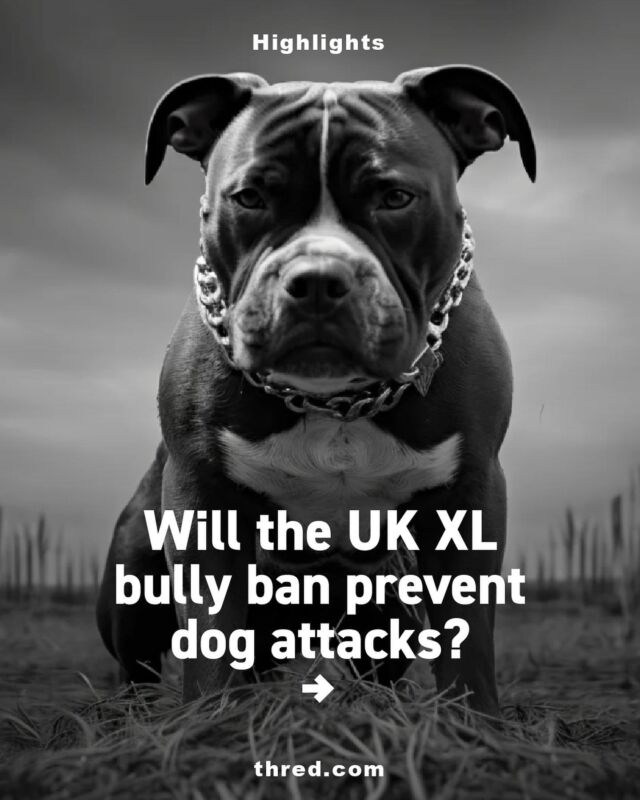If you live in the UK, you’ll no doubt have seen newspaper headlines and TV reports in recent weeks describing a sharp rise in dog attacks since 2020.  Currently bearing the brunt of this onus is a breed unfortunately named the ‘American XL bully’.  To find out more, check out the full article at thred.com  #UKDogBan #DogSafety #BreedBans #AnimalWelfare #ResponsibleOwnership #PetPolicy #DangerousDogsAct #DogAttackPrevention #HolisticApproach #JamieWattsOpinion