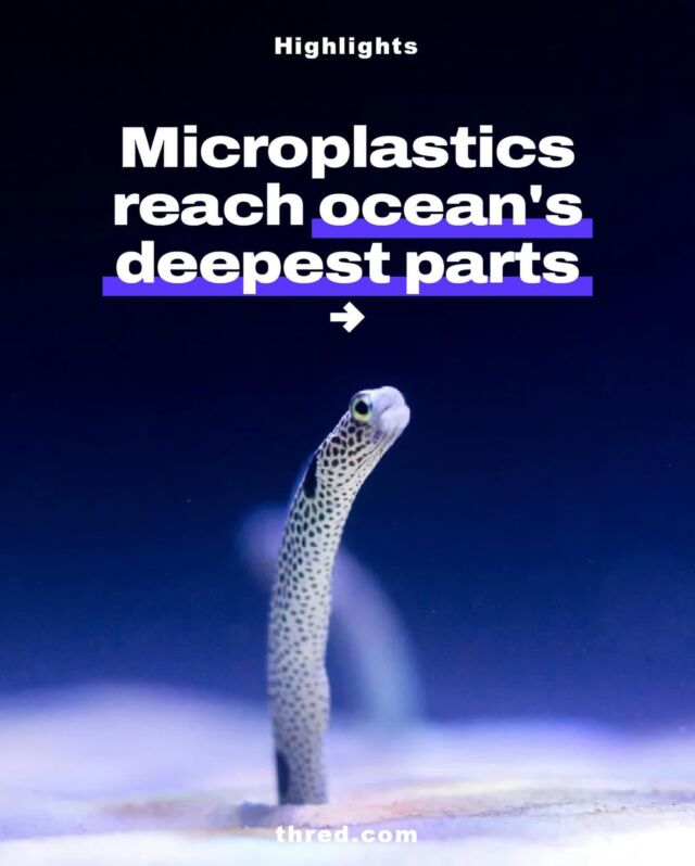 Scientists were shocked to find that microplastics can be found in great quantities inside the deepest-dwelling ocean creatures. This is especially the case for animals that stay in the deep and do not migrate up to shallower waters.

To find out more, check out the full articles at thred.com

#science #ocean #marinelife #marines #microplastics #plastics