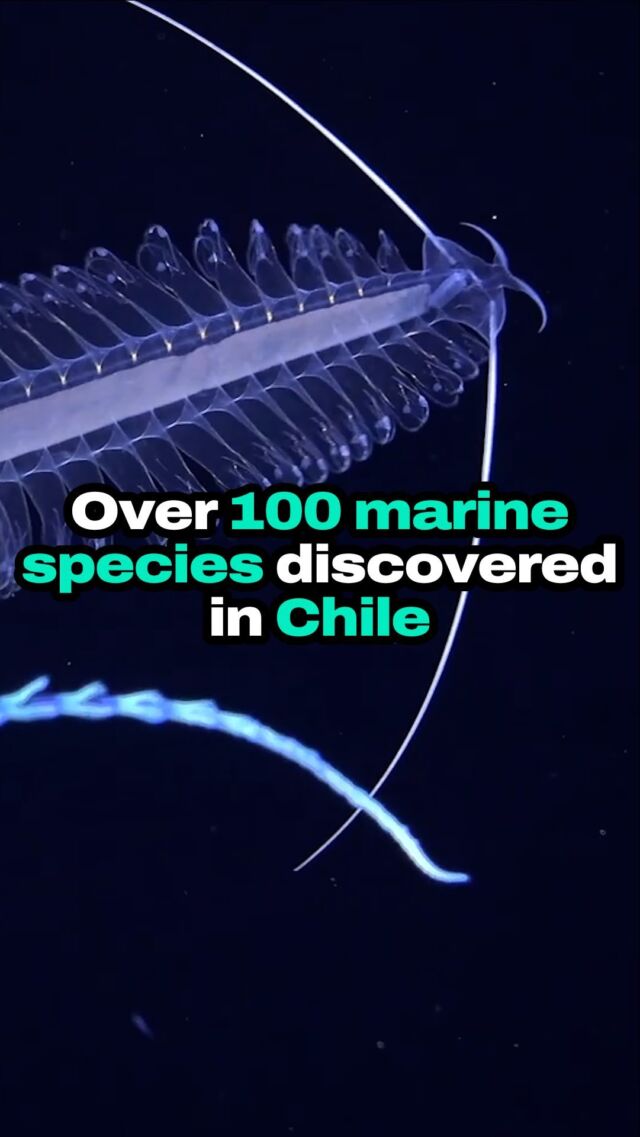 Plunging into the unknown, over 100 new species were unveiled on an underwater mountain near Chile, revealing a world beyond imagination at depths of up to 3,530 meters. 🌊🐠 

Video credit: @schmidtocean 

#Discover #Ocean #DeepSea #Biodiversity #Chile #Exploration #Marine #Nature #Science #conservation