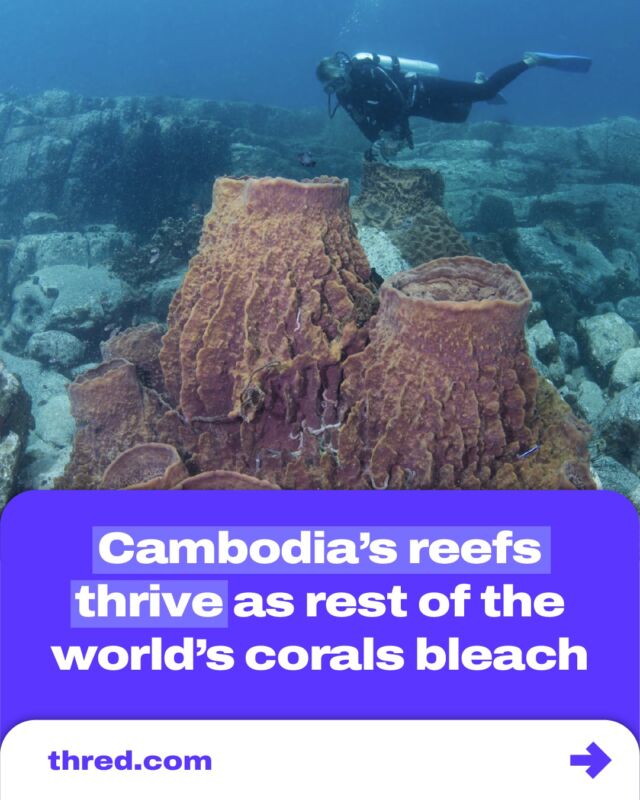Marine biologists have just announced the fourth planet-wide coral bleaching event. Despite this devastating news, scientists are pleased to witness reefs off the coast of Cambodia thriving in warmer waters.

To find out more, check out the full article at thred.com

#socialchange #oceanconservation #ocean #world #coral #bleaching #science