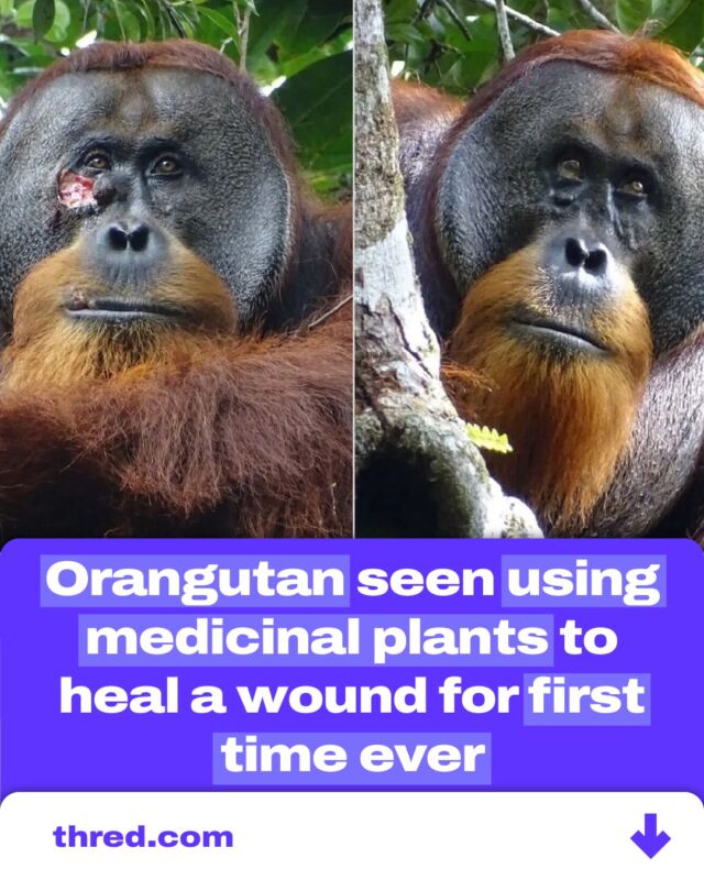 Caught on camera: An Orangutan, Rakus, ingeniously applying the juice of a medicinal plant to treat a wound on his cheek. This rare sighting, documented in Indonesia’s Gunung Leuser National Park, marks the first time scientists have observed such deliberate self-medication in the wild. The plant, known for its pain-relieving properties across Southeast Asia, was chewed and applied by Rakus like a natural bandage. This fascinating behavior, spotlighted in a recent study, underscores the remarkable instincts some animals possess to care for their own health using nature’s pharmacy.

#Wildlife #AnimalBehavior #NatureHeals #animals #science #rakus