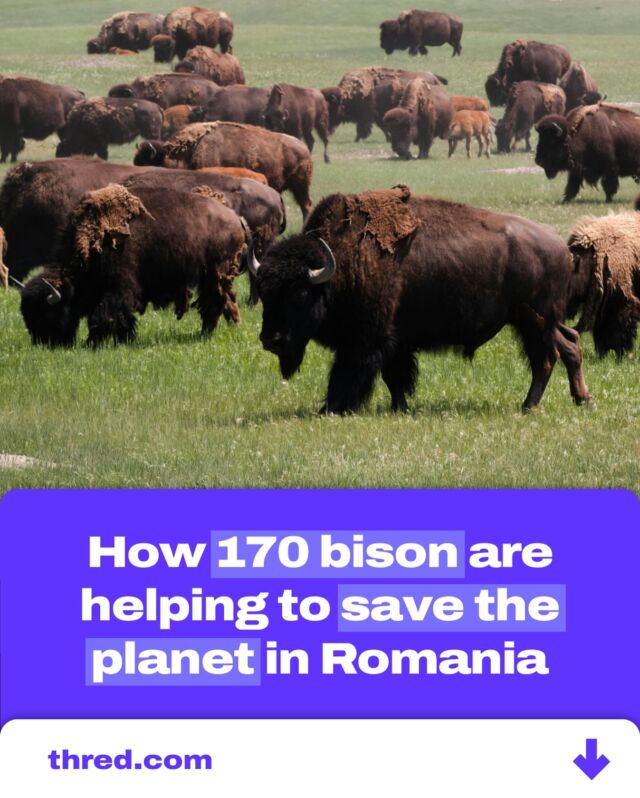 After 200 years, bison have returned to Romania’s Țarcu Mountains. This herd of 170 bison is crucial for climate action, capturing carbon equivalent to emissions from 84,000 cars annually. 🦬💨 By grazing, they prevent shrub overgrowth, promote plant diversity, and enhance soil health, making ecosystems more resilient. 🌱💚 Rewilding shows how nature’s balance can combat climate change and restore biodiversity. 🌎✨

#Rewilding #ClimateAction #Bison #NatureRecovery #Romania