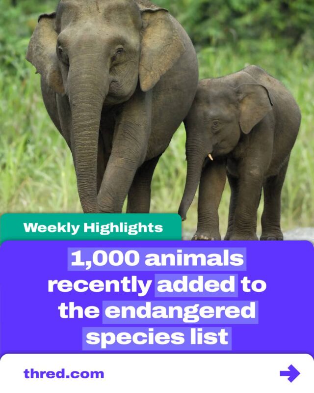 🔍 This week's highlights on thred.com:

🐾 Endangered Species Alert: Over a thousand new animals have been added to the endangered species list, raising urgent conservation concerns.

📵 Gen Z's Communication Shift: Are Gen Zers picking up the phone less? Discover the changing communication habits of the younger generation.

🌱 Zurich’s Sustainability Drive: Zurich is setting a precedent for a sustainable future with innovative green initiatives and policies.

Stay informed and dive deeper into these topics on thred.com! 🌟

#WeeklyNews #EndangeredSpecies #GenZ #Sustainability #StayInformed #Thred