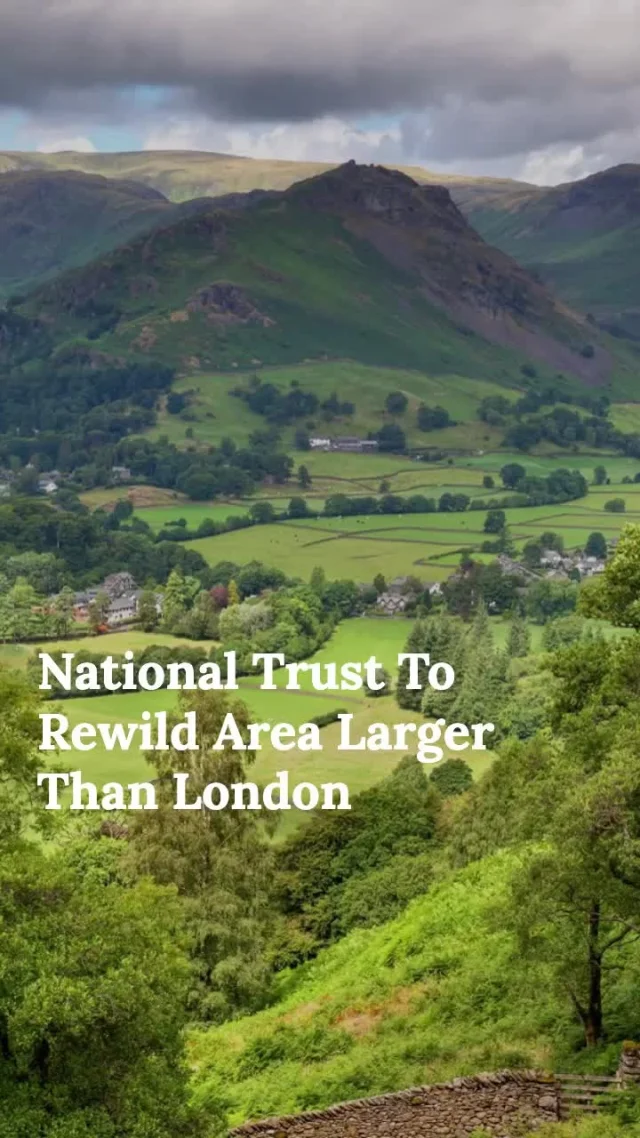 🌿 Exciting news from the National Trust! They're launching a plan to re-wild an area 1.5x the size of Greater London. Will this moonshot reverse nature decline?