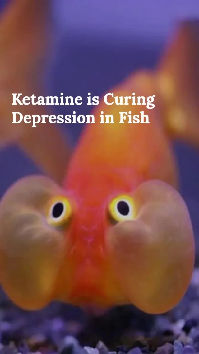 Curious about ketamine's long-lasting effects on depression? 🧠🐠