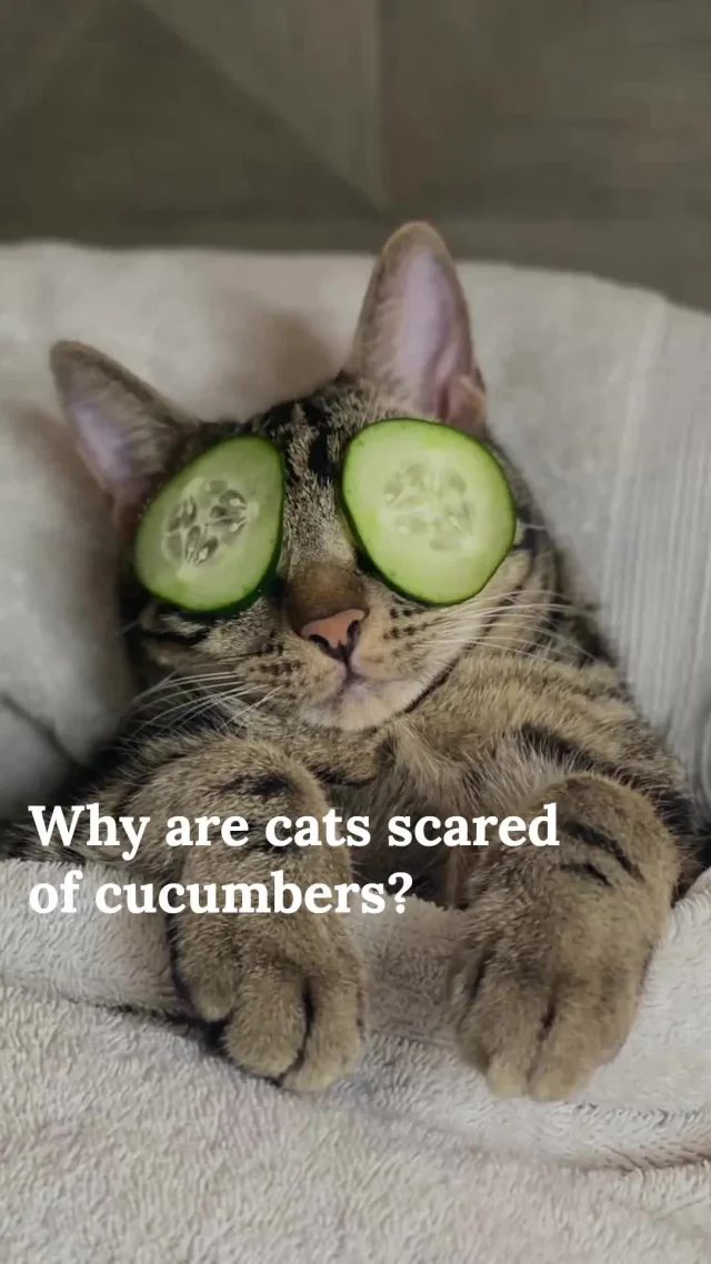 Have you ever wondered why cats jump at the sight of a cucumber? 🥒🐱📽️
