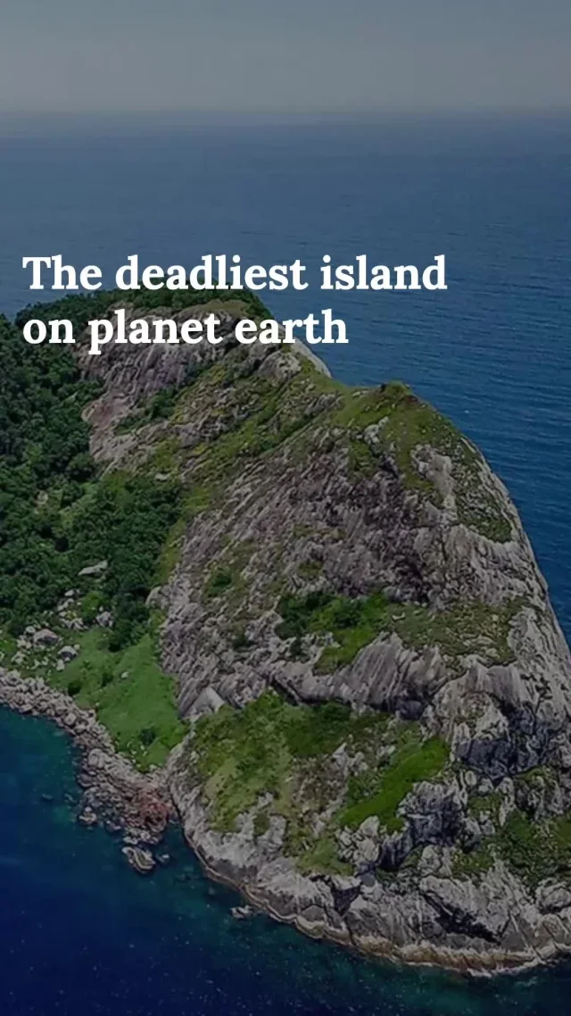 🌴🚫 Discover why humans are banned from setting foot on Brazil’s Snake Island, home to over 4,000 venomous vipers! 🐍 Would you dare visit a place known for its lethal guardians?