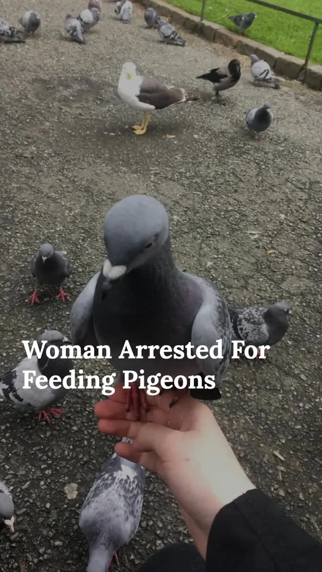 Imagine getting handcuffed on a London high street for feeding pigeons. Not violence, not theft, just bread on the ground. Technically enforceable, culturally unhinged, and exactly why these moments go viral.

Is this public safety, or policing compliance for the sake of it?