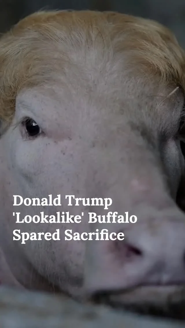 A buffalo nicknamed "Donald Trump" was spared from sacrifice after going viral online.

The internet saw the blonde hair, crowds started showing up, and officials stepped in.

Has social media ever saved a life this unexpectedly before?