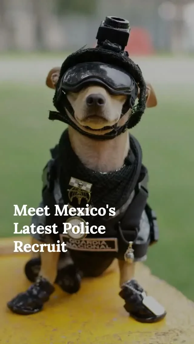 Mexico's National Guard has recruited a 7kg Chihuahua. 🐕🇲🇽

Meet Commando, complete with tiny goggles, tactical vest and helmet. He's training for search and rescue, but already winning hearts. Future rescue hero or the greatest PR hire ever? find out more at thred.com

#Commando #Chihuahua #Mexico #NationalGuard #WorkingDogs